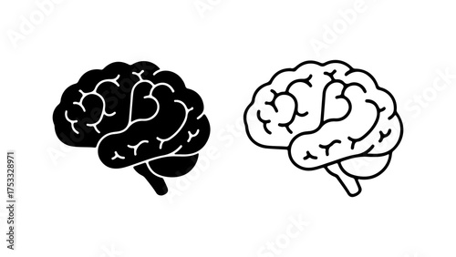 Brain anatomy outline with transparent background