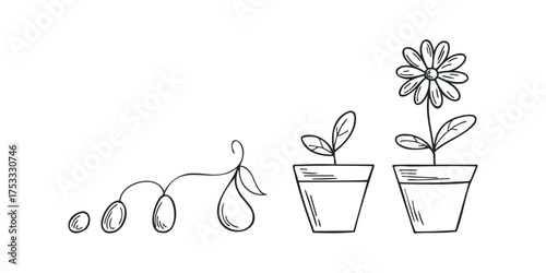 Plant growth stages from seed to flowering plant in pots