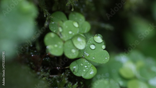 Plant leaves and water drops