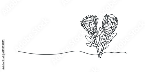 Line art drawing of two protea flowers with stems