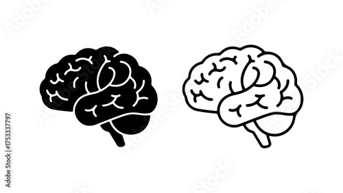 Brain anatomy outline with transparent background