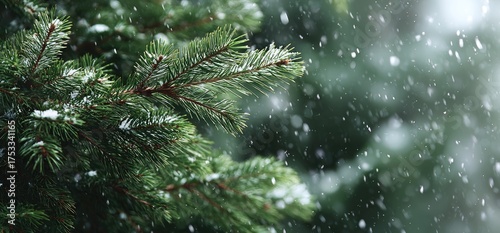 Close-up of evergreen branches dusted with fresh snow, with a blurry background of falling flakes