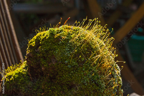 Moss-Covered Rock with Sunlit Sporophytes 16635