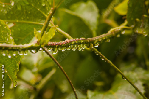 Raindrops on Vine Stem After Rainfall 16627