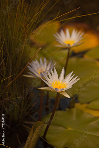White Nymphaea Lotus Blooming in a Tranquil Pond 16620