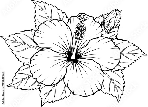 Hawaii flower drawing. It is a black and white outline image of a single hibiscus flower, its broad petals, prominent stamen, and a cluster of surrounding leaves. Vector sketch line art draw.