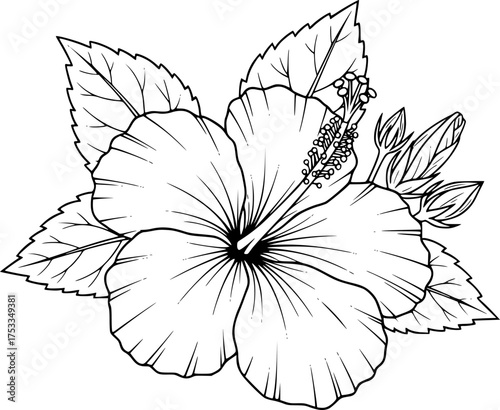 Hawaii flower drawing. It is a black and white outline image of a single hibiscus flower, its broad petals, prominent stamen, and a cluster of surrounding leaves. Vector sketch line art draw.