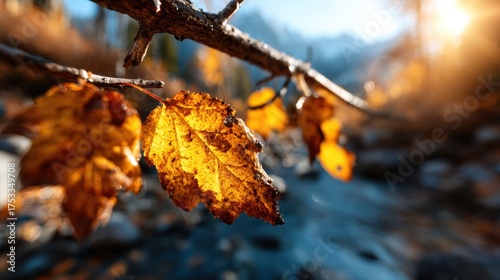 Golden autumn leaves gently sway above a serene stream, capturing the beauty of nature's seasonal change as sunlight filters through the foliage, creating a peaceful atmosphere.