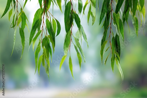 Green, hanging willow branches with leaves in sharp focus against a blurred, natural background