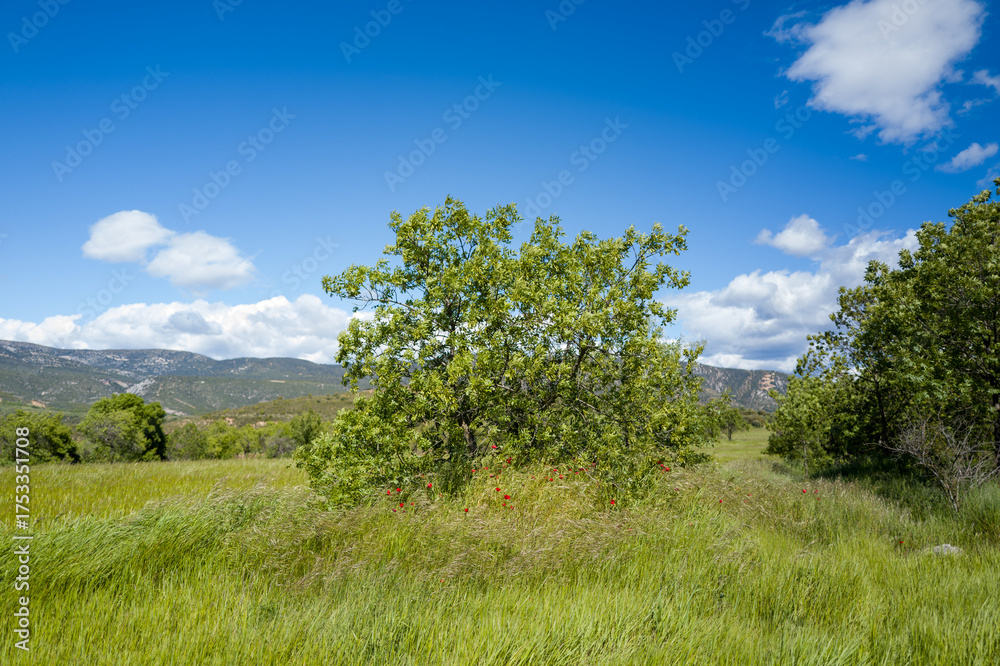 Fototapeta premium This landscape photo was taken in Europe, Spain, Aragon, Huesca, Samitier, in summer. It shows the fields and mountains around Bierge, under the Sun.