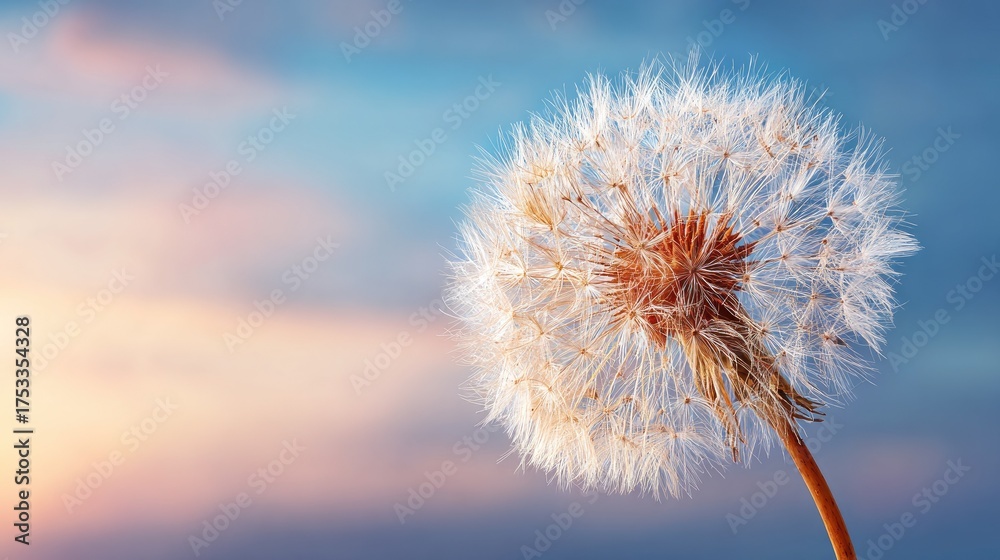 Obraz premium Close up of a dandelion seed head against a vibrant sky backdrop