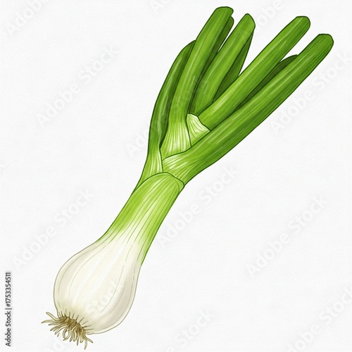 야채, 먹을것, 양파, green, 신선, 고립시키는, 백, 건강한, 유기농, 날 것의, 성분, 샐러리, 묶음, 식물, 채식주의, 나뭇잎, 새로운, 리크, 샐러드, 경작, 요리, 쌈