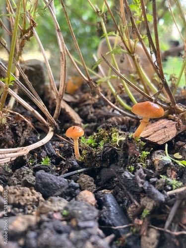 Champignons microscopiques.