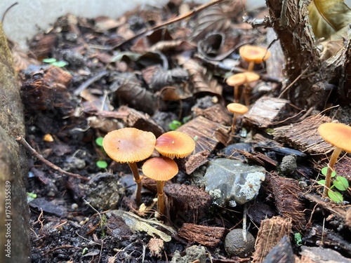 Minuscules champignons