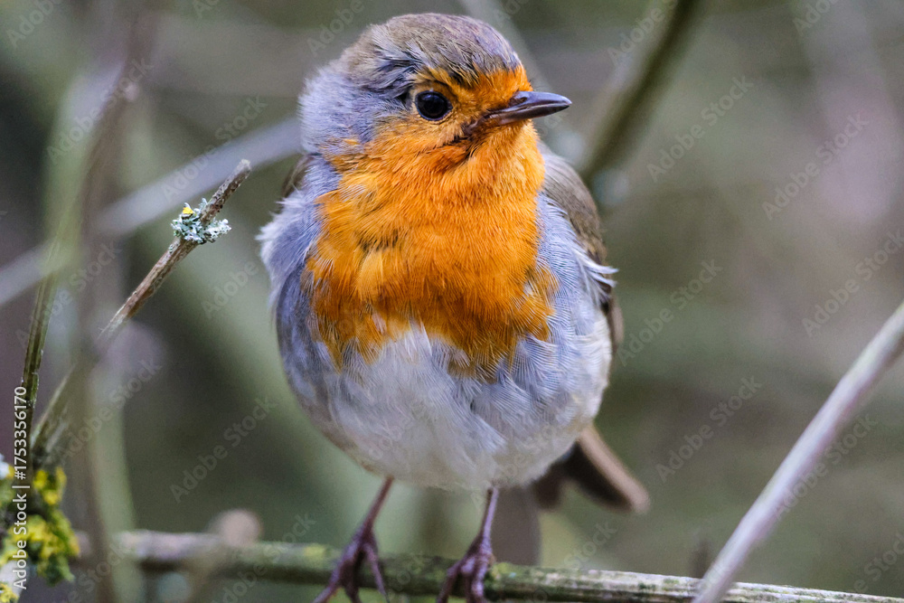 Fototapeta premium Close-Up of a European Robin in Winter Light