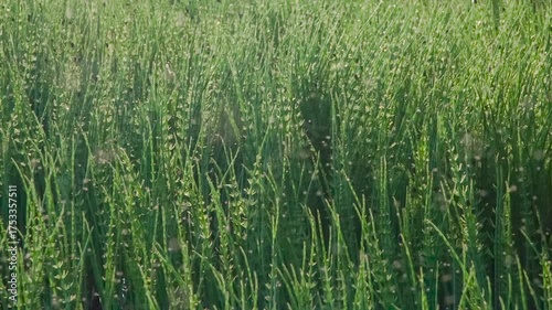 Insect Swarm in Natural Marsh Environment. A static shot of swarming insects over green marsh vegetation. Buzzing and movement bring the wild atmosphere to life