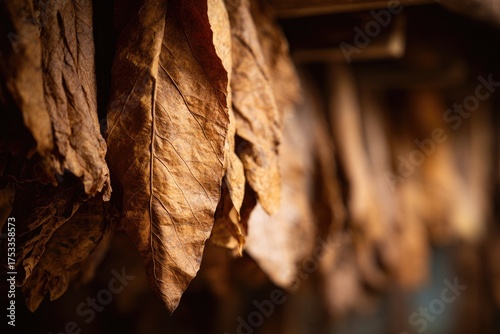 Close-up of dried tobacco leaves hanging, showcasing texture and color variations