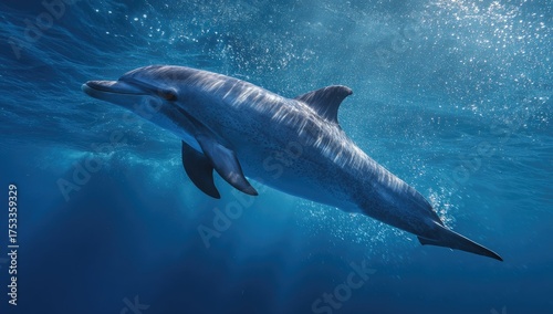 Aquatic mammal swims gracefully in blue water, sunlight glinting off its sleek, gray body