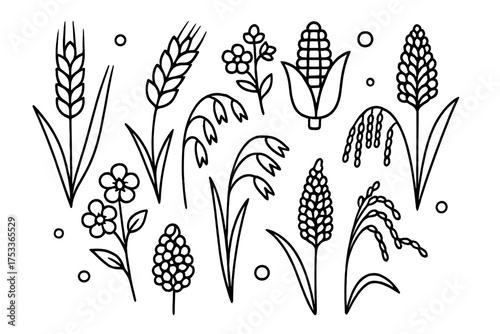 Set of various cereal crops and grains including wheat corn rice oats and barley
