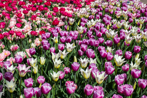 tulips flowers - spring flowers - closeu up