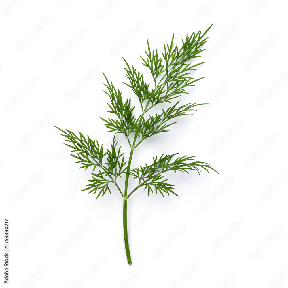 Fototapeta premium Fresh Green Dill Sprig Isolated on a Clean White Background