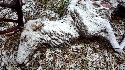 Close-up of a deer that died naturally in winter. Animal death in the wild. End of life.
