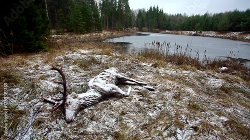 Dead deer in a winter landscape. Animal death in the wild. End of life.