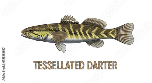 Tessellated Darter Fish Illustration on White Background