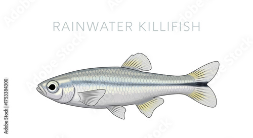 Rainwater Killifish Illustration Isolated on White Background