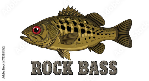 Rock Bass Fish Illustration with Text
