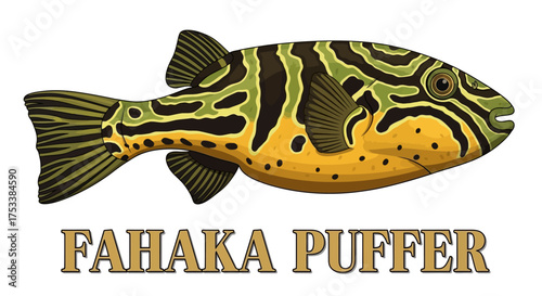 Fahaka Puffer Fish Illustration on White Background