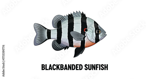 Blackbanded Sunfish Illustration Isolated on White Background