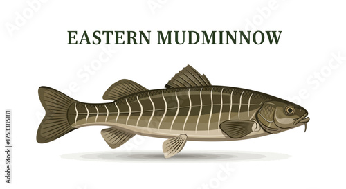 Eastern Mudminnow Illustration on White Background