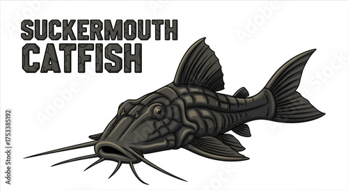 Sucker Mouth Catfish Illustration on White Background