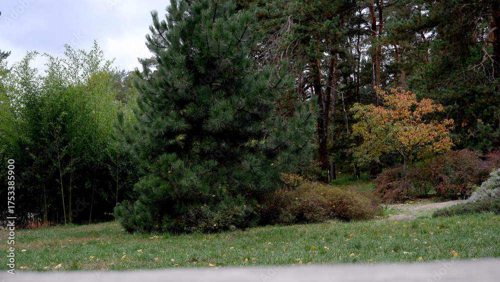 Fototapeta premium Lush greenery and vibrant trees in a peaceful park setting