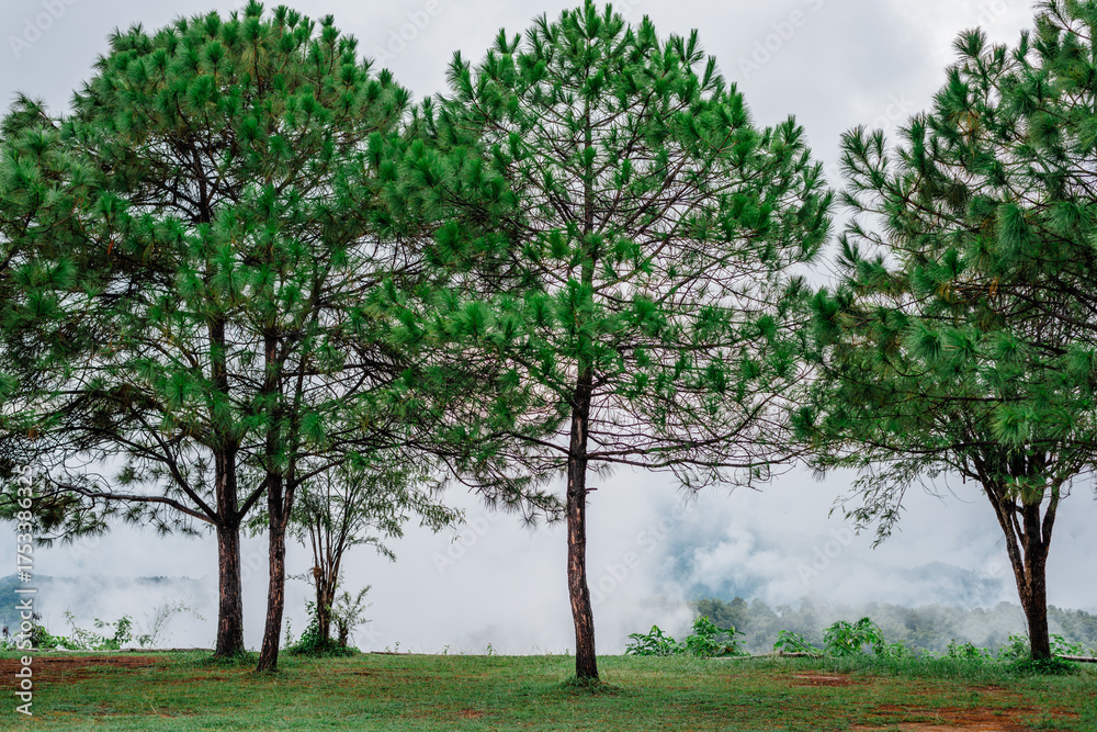 Obraz premium tree in the field