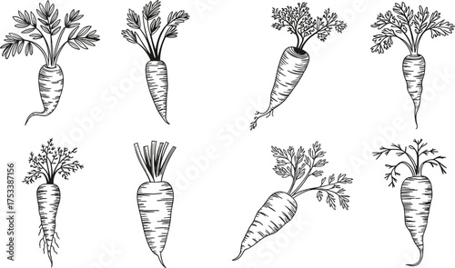 Black and white carrot line drawing set, minimalist vegetable illustration, organic root plant design, healthy food outline vector collection