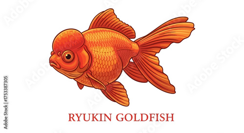 Ryukin Goldfish Illustration
