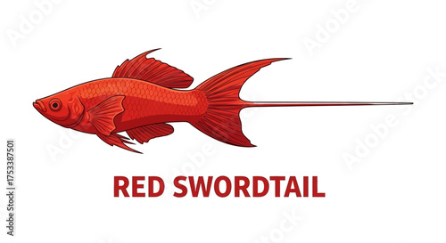 Red Swordtail Fish Illustration