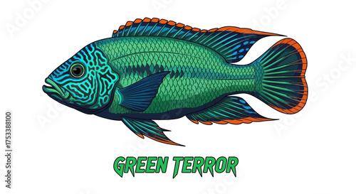 Green Terror Cichlid Fish Illustration