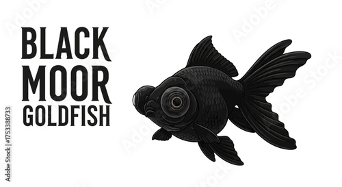 Black Moor Goldfish Illustration with Text
