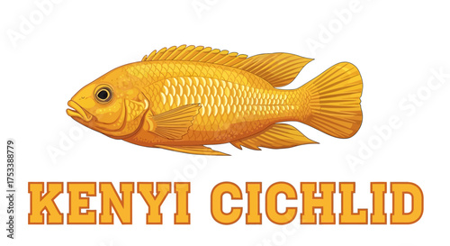 Gold Kenyia Cichlid Fish Illustration