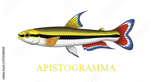 Colorful Apistogramma Fish Illustration on White Background