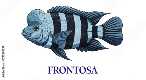 Cartoon Illustration of a Frontosa Fish with Stripes and Nuchal Hump