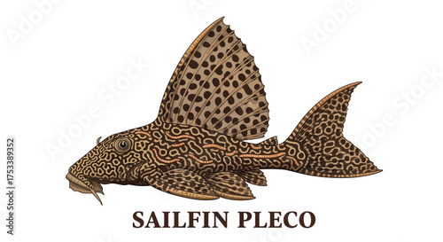 Sailfin Pleco Fish Illustration with Text