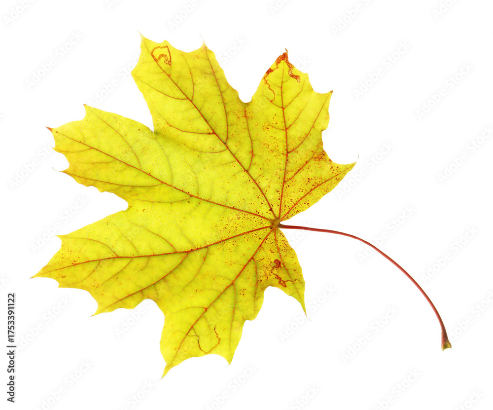 Obraz premium One maple leaf isolated on white. Autumn season