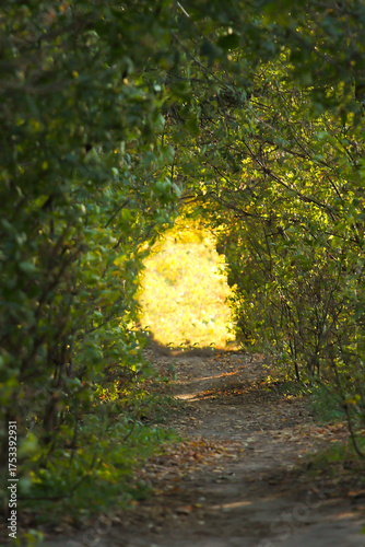 autumn leaves on the ground,a tunnel of plants