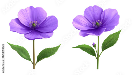 Purple blossoms from a flowering plant isolated on transparent background