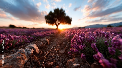 A breathtaking landscape of a vibrant lavender field bathed in golden sunset light, featuring a solitary tree, evoking tranquility and natural beauty in a serene outdoor setting.