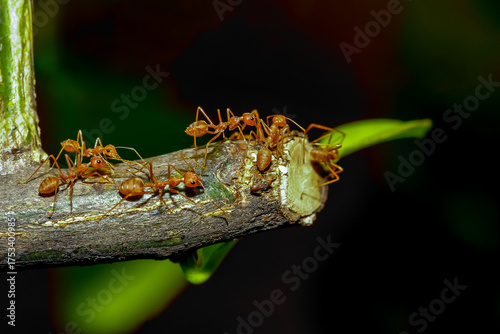 group red ant on stick tree in nature at forest thailand
